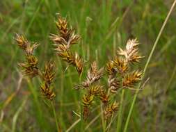 Image of Carex colchica J. Gay