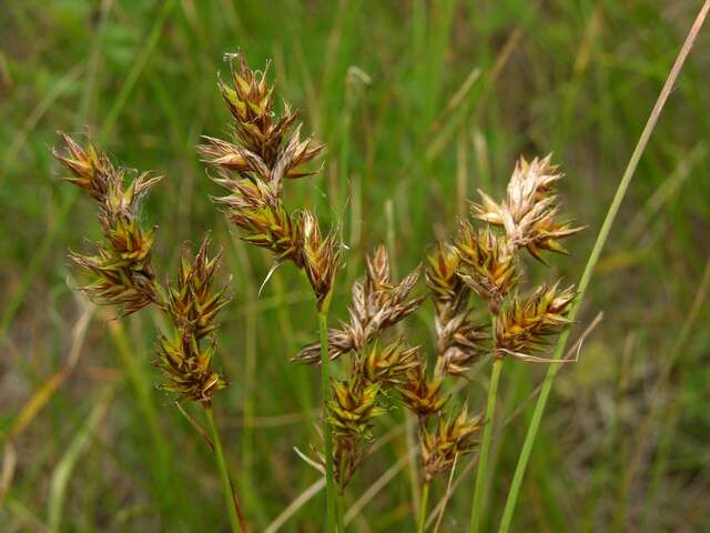 Image of Carex colchica J. Gay