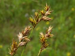 Image of Carex colchica J. Gay