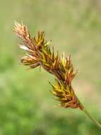 Image of Carex colchica J. Gay