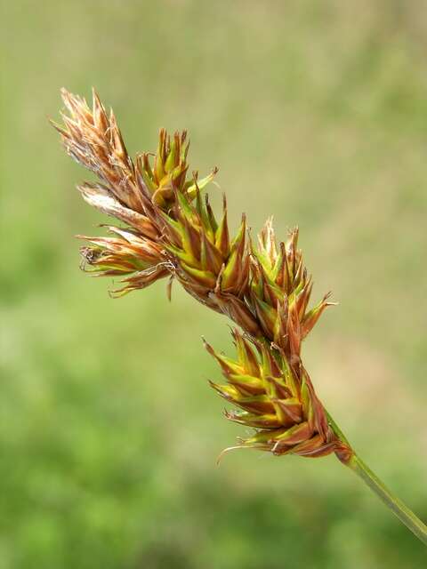Image of Carex colchica J. Gay