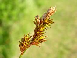 Image of Carex colchica J. Gay