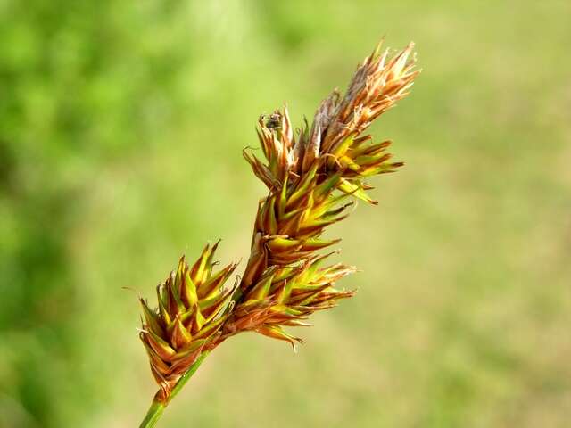Image of Carex colchica J. Gay