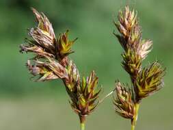 Image of Carex colchica J. Gay