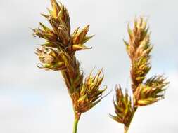 Image of Carex colchica J. Gay