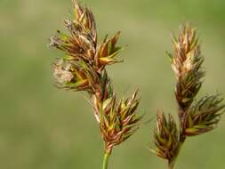 Image of Carex colchica J. Gay