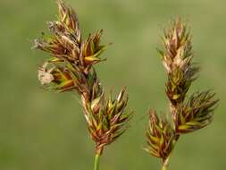 Image of Carex colchica J. Gay