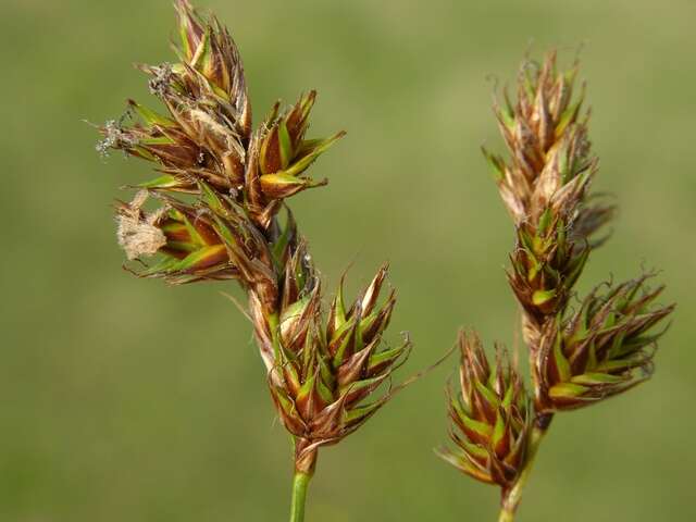 Image of Carex colchica J. Gay