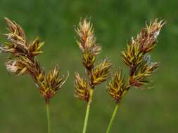 Image of Carex colchica J. Gay