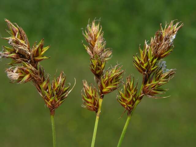 Image of Carex colchica J. Gay