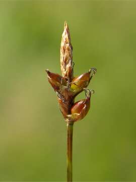 Image of obtuse sedge