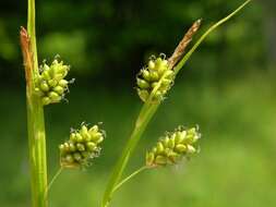 Image of pale sedge