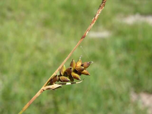 Imagem de Carex panicea L.