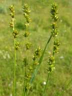Image of Grassland Sedge