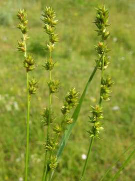 Image of Grassland Sedge