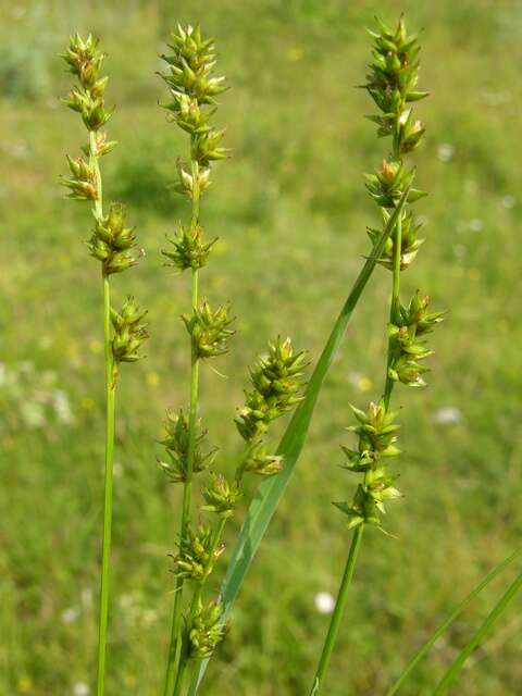 Image of Grassland Sedge