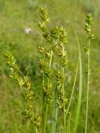 Image of Grassland Sedge