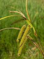 Image of Cyperus Sedge