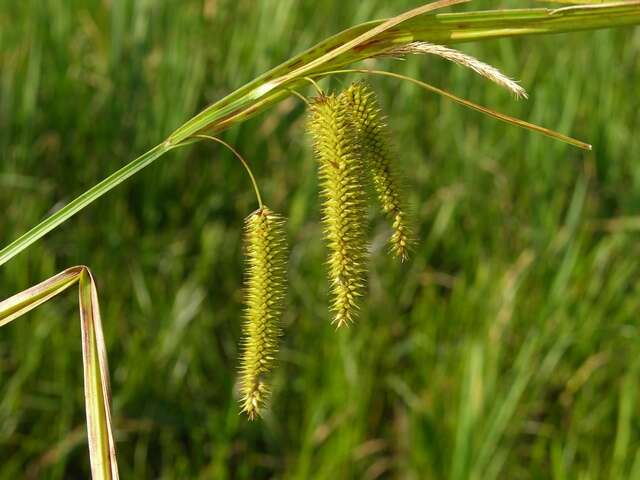 Image of Cyperus Sedge