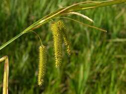 Image of Cyperus Sedge