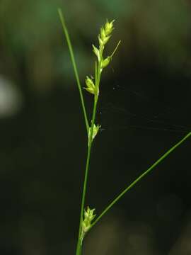 Image of remote sedge