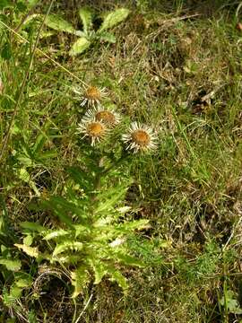 Carlina resmi