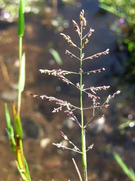 Image of whorlgrass