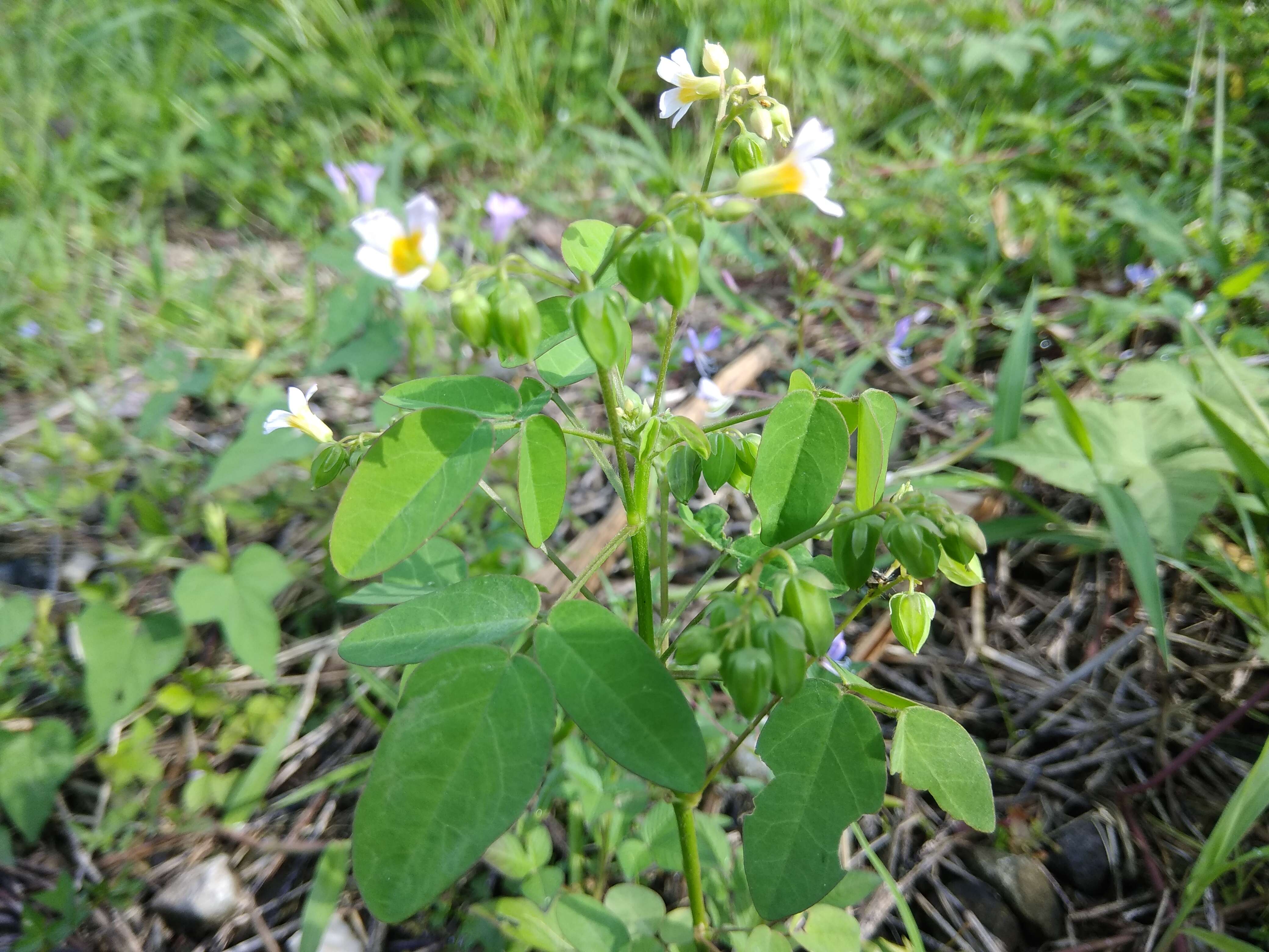 Imagem de Oxalis barrelieri L.