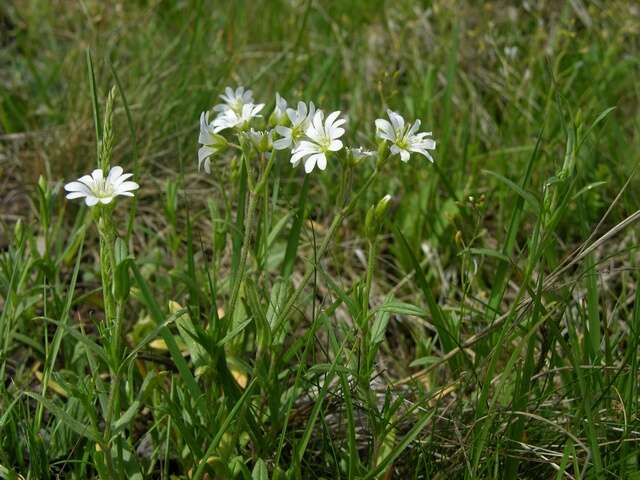 Image of mouse-ear chickweed