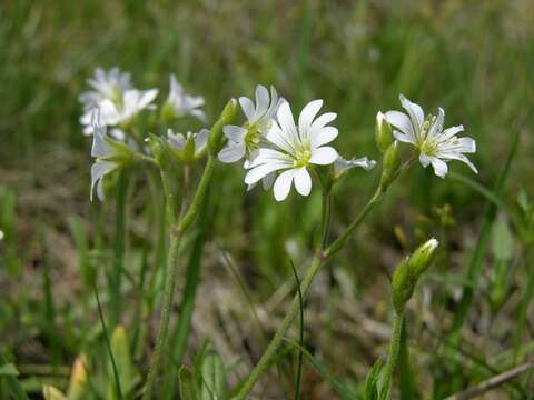 Image of mouse-ear chickweed