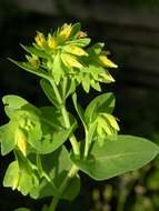 Image of honeywort