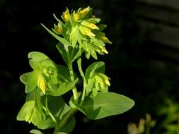 Image of honeywort