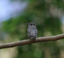 Image of Asian Brown Flycatcher