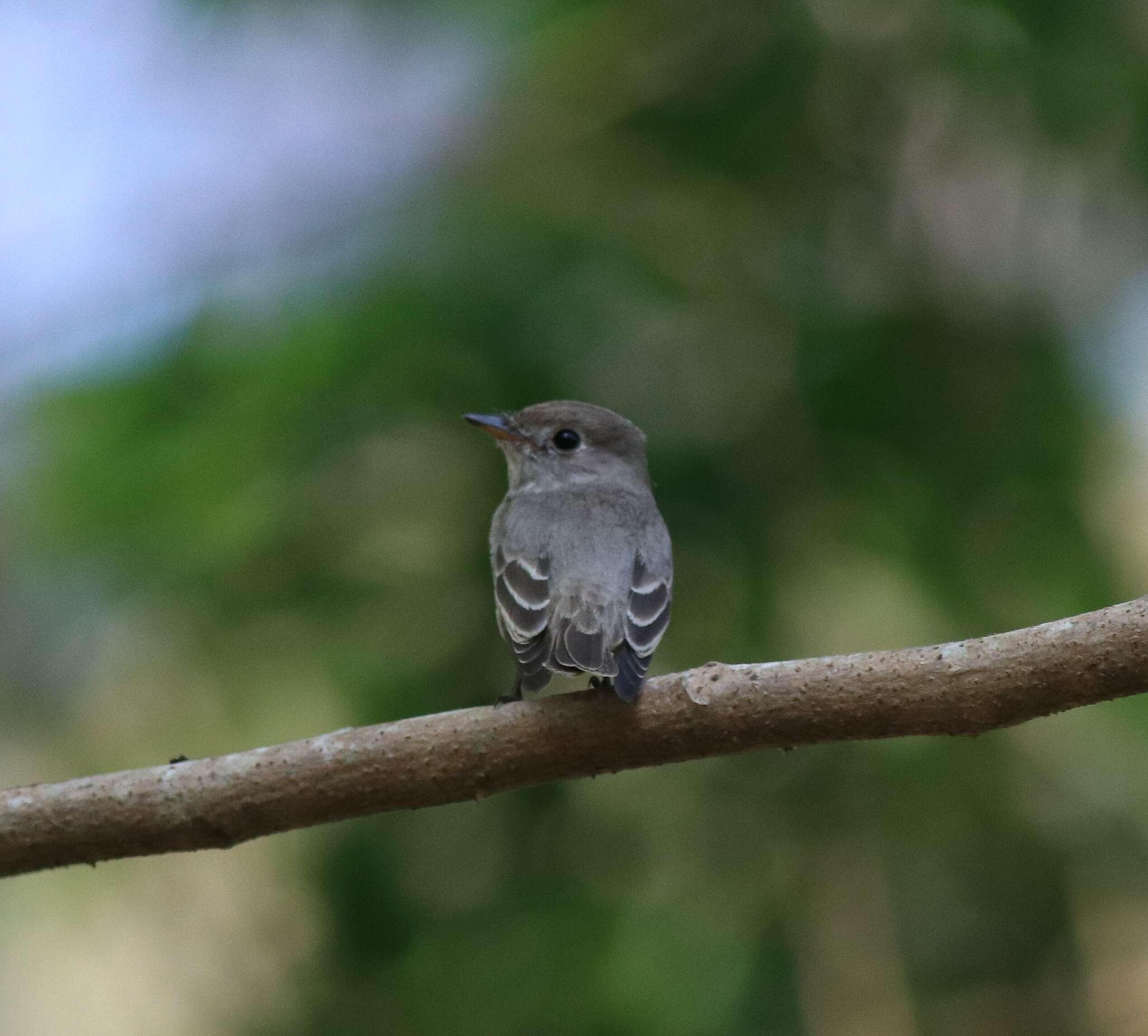 Image of Asian Brown Flycatcher