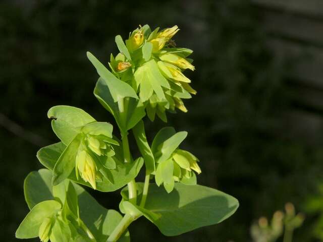 Image of honeywort