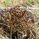 Image of island cetraria lichen