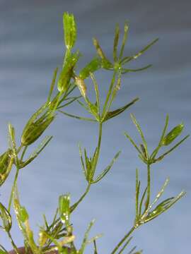 Image of Fragile Stonewort