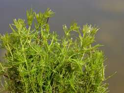 Image of Bristly Stonewort