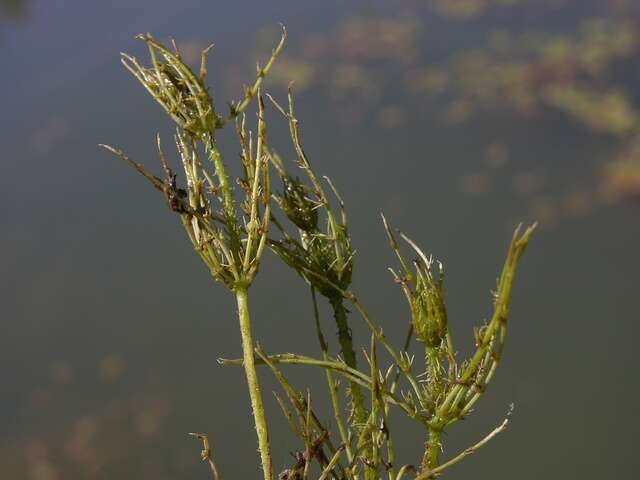 Image of Bristly Stonewort