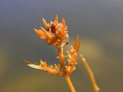 Image of Coral Stonewort