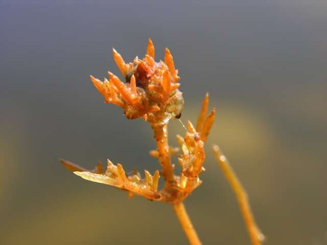 Image of Coral Stonewort