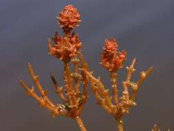 Image of Coral Stonewort