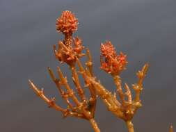 Image of Coral Stonewort