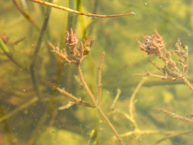 Image of Coral Stonewort