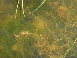 Image of Coral Stonewort