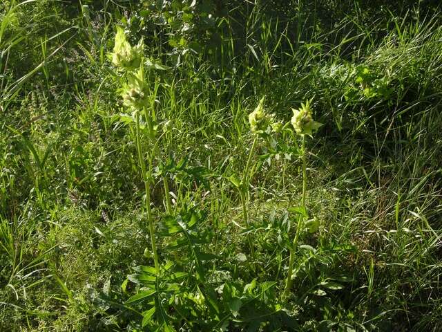 Image of thistle