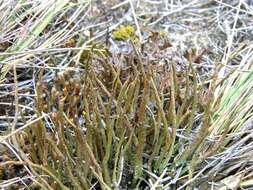 Image of cup lichen