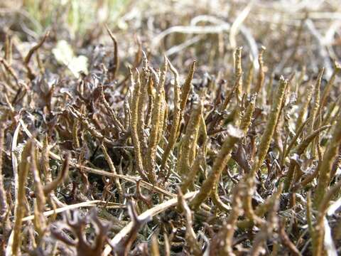 Image of cup lichen