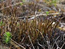 Image of cup lichen