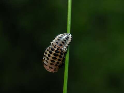 Image of lady beetles